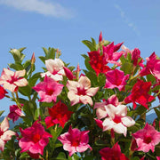 Red Pink Mandevilla Seeds - Flower Plant