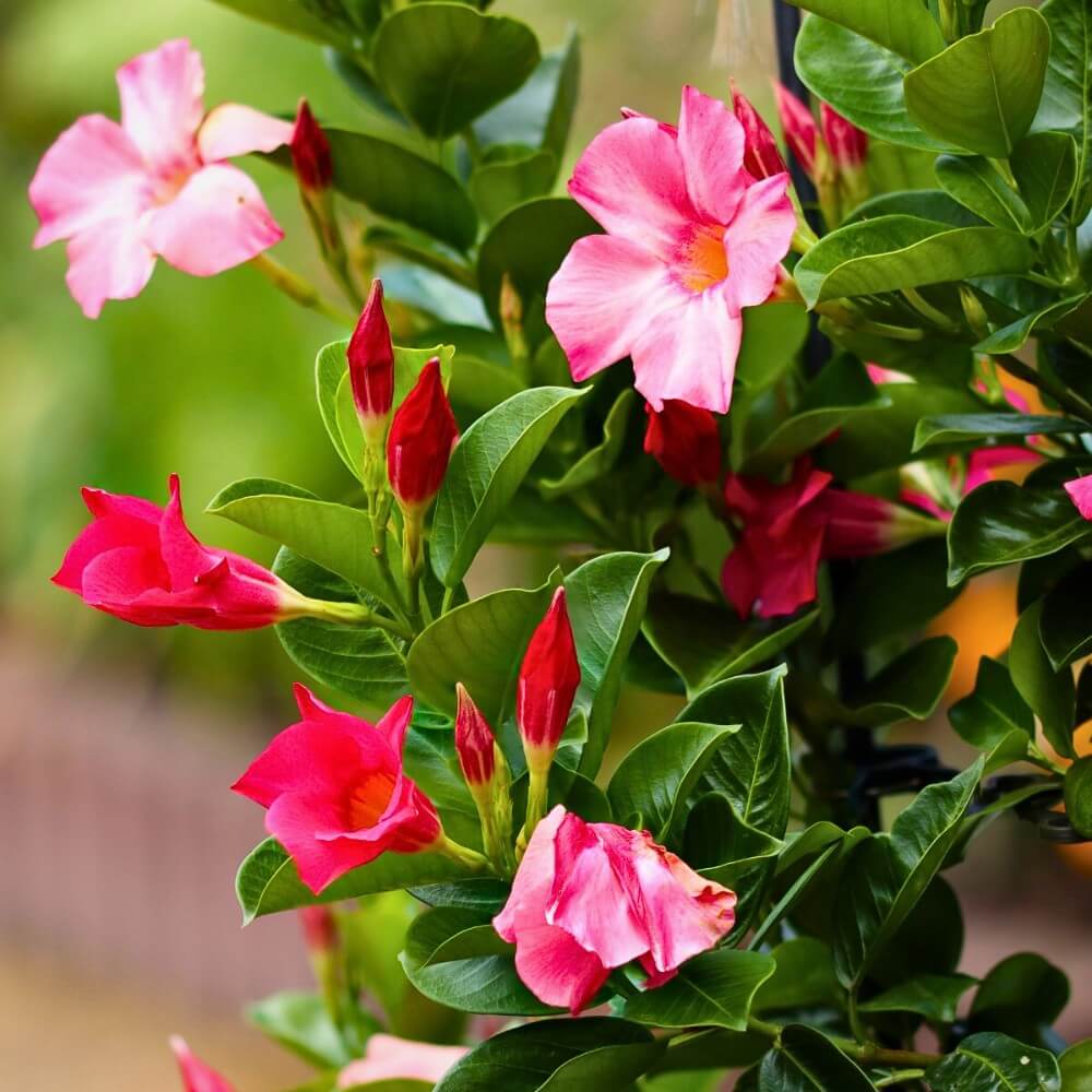 Red Pink Mandevilla Seeds - Flower Plant
