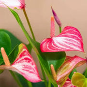 Red Pink White anthurium Seeds