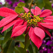 Red Poinsettia Seeds