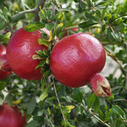 Pomegranate Seeds – Punica granatum