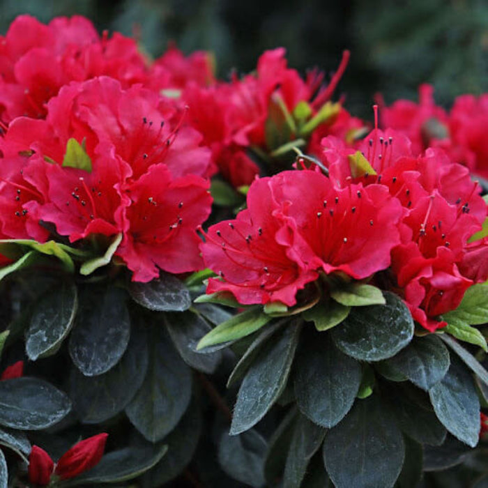 Red Rhododendron Azalea Seeds - Flower Plant