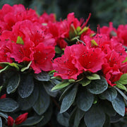 Red Rhododendron Azalea Seeds - Flower Plant