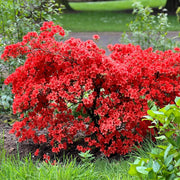 Red Rhododendron Azalea Seeds - Flower Plant
