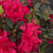 Red Rhododendron Azalea Seeds - Flower Plant