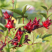 Roselle Seeds – Hibiscus sabdariffa