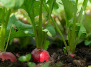 Radish Seeds – Raphanus sativus