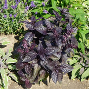 Deep Purple Red Rubin Basil Seeds, Herbal