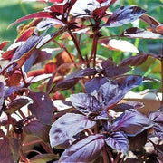 Deep Purple Red Rubin Basil Seeds, Herbal