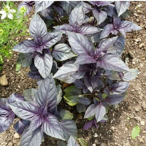 Deep Purple Red Rubin Basil Seeds, Herbal