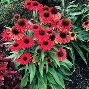 Red Ruby Echinacea Seeds