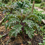 Kale Seeds – Brassica oleracea var. sabellica