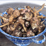 Red Skin Yacon Seeds - Vegetable Plant
