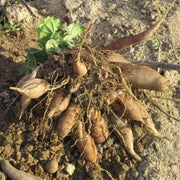 Red Skin Yacon Seeds - Vegetable Plant