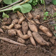 Red Skin Yacon Seeds - Vegetable Plant