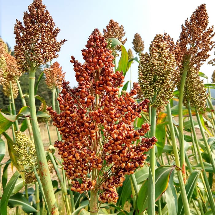Red Sorghum Seeds