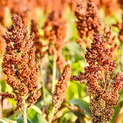 Red Sorghum Seeds