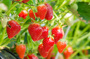 Strawberry Seeds – Fragaria × ananassa