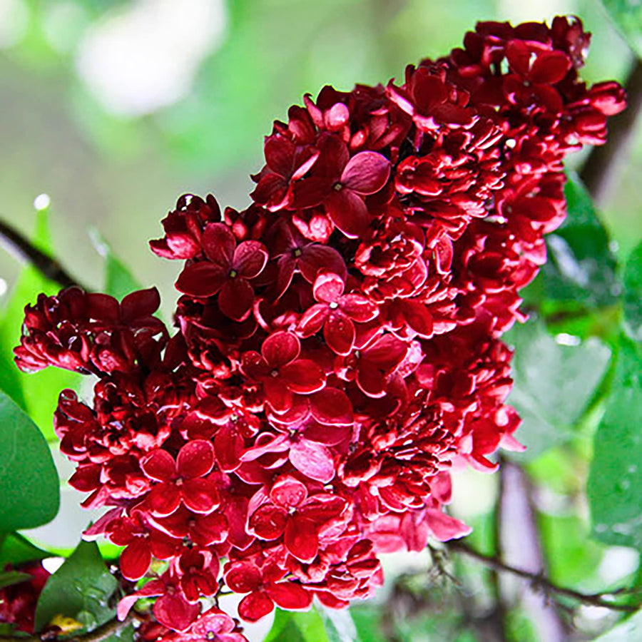 Red Syringa Vulgaris Lilac Seeds