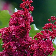 Red Syringa Vulgaris Lilac Seeds