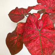 Red Thailand Caladium Seeds, Herbal