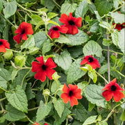 Red Thunbergia Alata Seeds