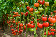 Tomato Seeds – Solanum lycopersicum