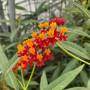 Tropical Milkweed Seeds