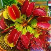 Venus Seeds, Dionaea muscipula Flower Seeds