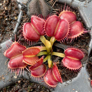 Venus Seeds, Dionaea muscipula Flower Seeds