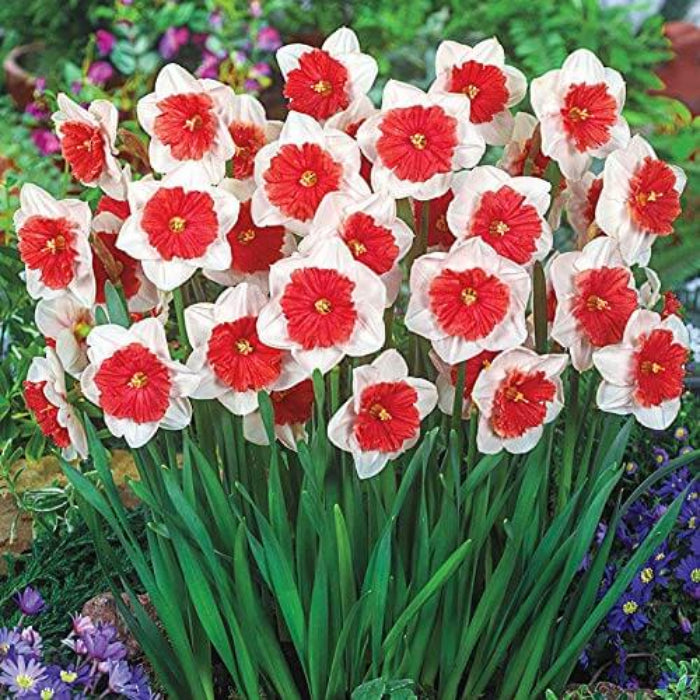 Red White Daffodil Seeds - Flower Plant