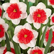 Red White Daffodil Seeds - Flower Plant