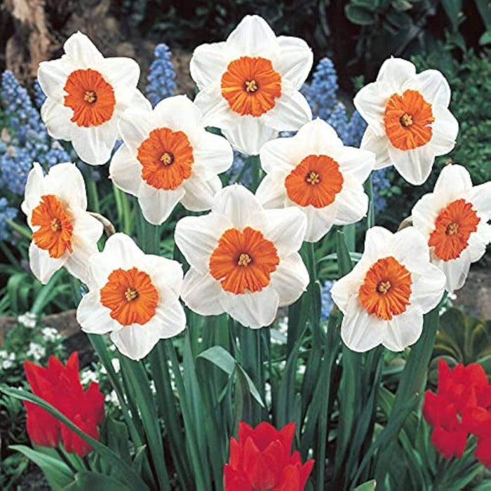 Red White Daffodils Seeds - Flower Plant