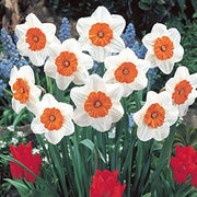 Red White Daffodils Seeds - Flower Plant