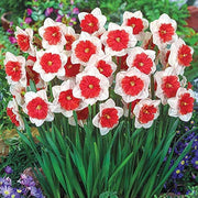 Red White Daffodils Seeds - Flower Plant