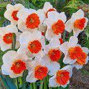 Red White Daffodils Seeds - Flower Plant