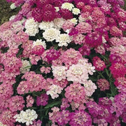 Red & White Mix Candytuft iberis Seeds