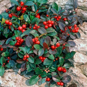 Red Wintergreen Seeds - Fruit Plant