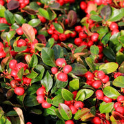 Red Wintergreen Seeds - Fruit Plant