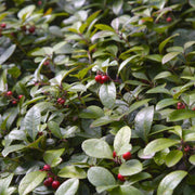 Red Wintergreen Seeds - Fruit Plant