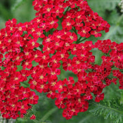 Red Yarrow Seeds