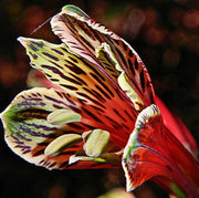 Red Yellow Alstroemeria Psittacina Seeds