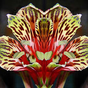 Red Yellow Alstroemeria Psittacina Seeds