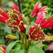 Red Yellow Alstroemeria Psittacina Seeds