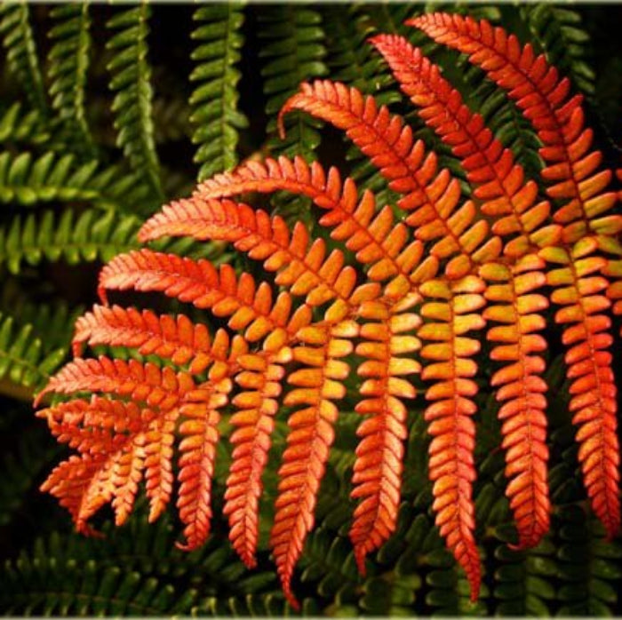 Red Yellow Fern Seeds - Flower Plant