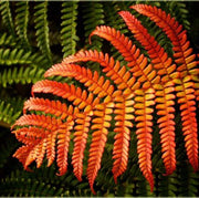Red Yellow Fern Seeds - Flower Plant