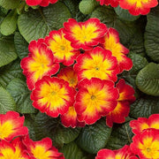 Red Yellow Primula Seeds