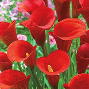 Red Zentedeschia calla lily Seeds