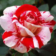 Red and White Love in a Rose Bush Seeds