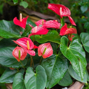 Red anthurium Seeds